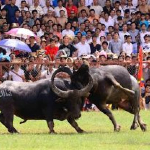 Lễ hội chọi trâu Đồ Sơn Hải Phòng truyền thống lâu đời