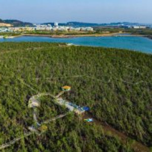 Khám phá vẻ đẹp kỳ ảo của Rừng ngập mặn Dragon Đồi Rồng