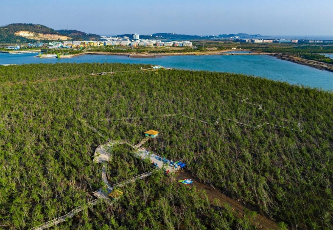 Khám phá vẻ đẹp kỳ ảo của Rừng ngập mặn Dragon Đồi Rồng